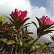 Rhododendron ferrugineum