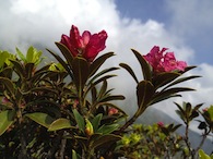 Rhododendron ferrugineum