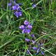 Polygala vulgaris