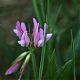 Lathyrus sylvestris