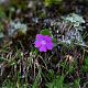 Primula hirsuta